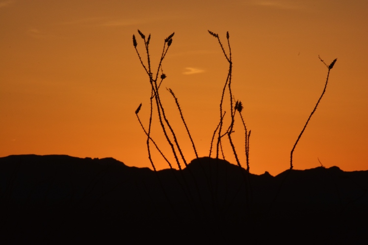 ocatillo at sunset